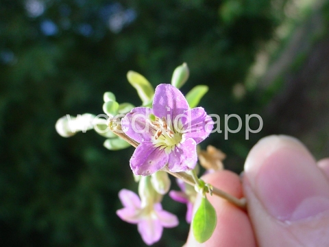 matrimonyvine